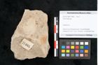 Foto (Objekt + Etikett) von Terminalia sp. (NHMW-GEO-2024-0188-11465)